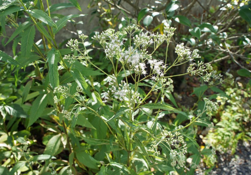 季節の草花